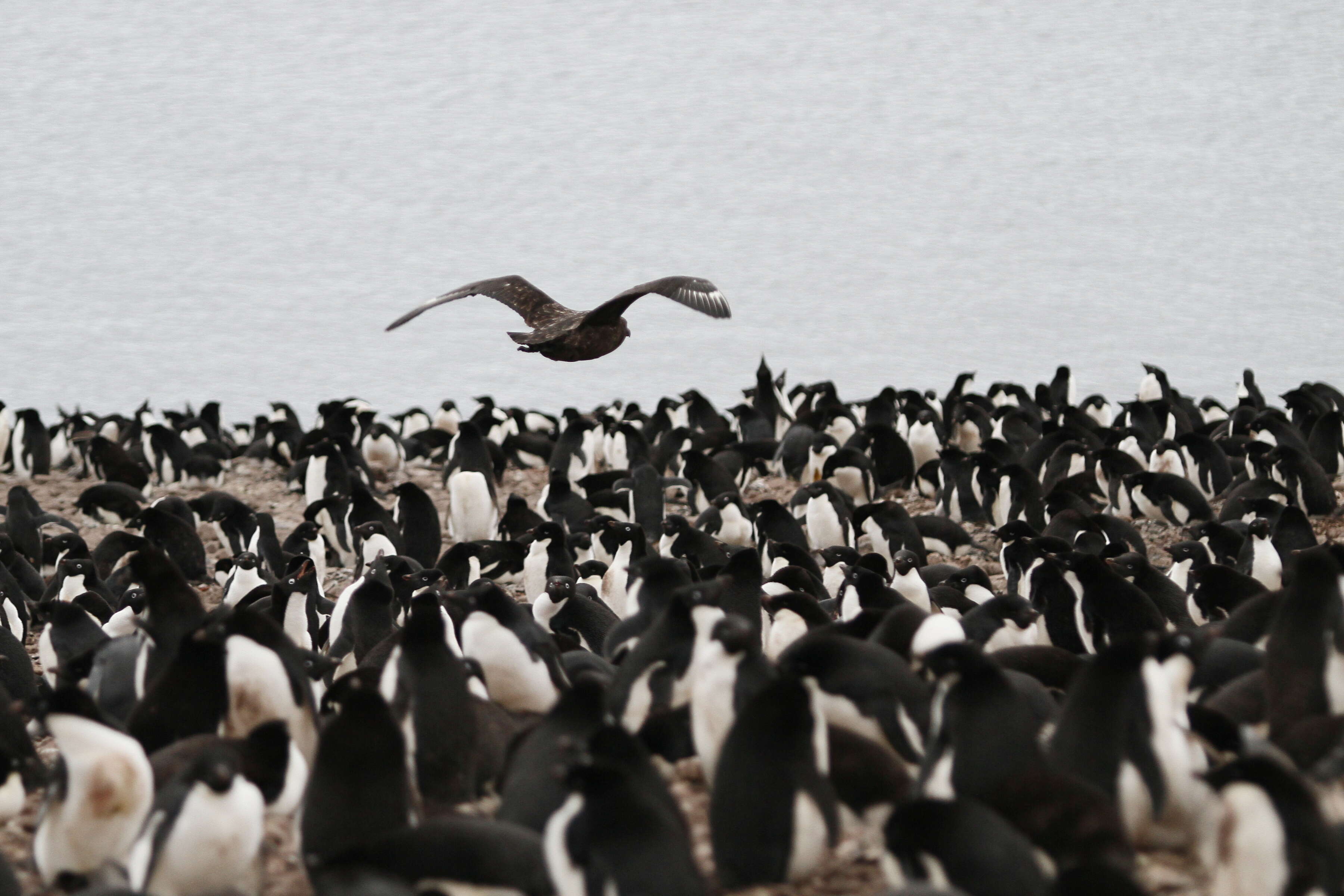 Image of South Polar Skua