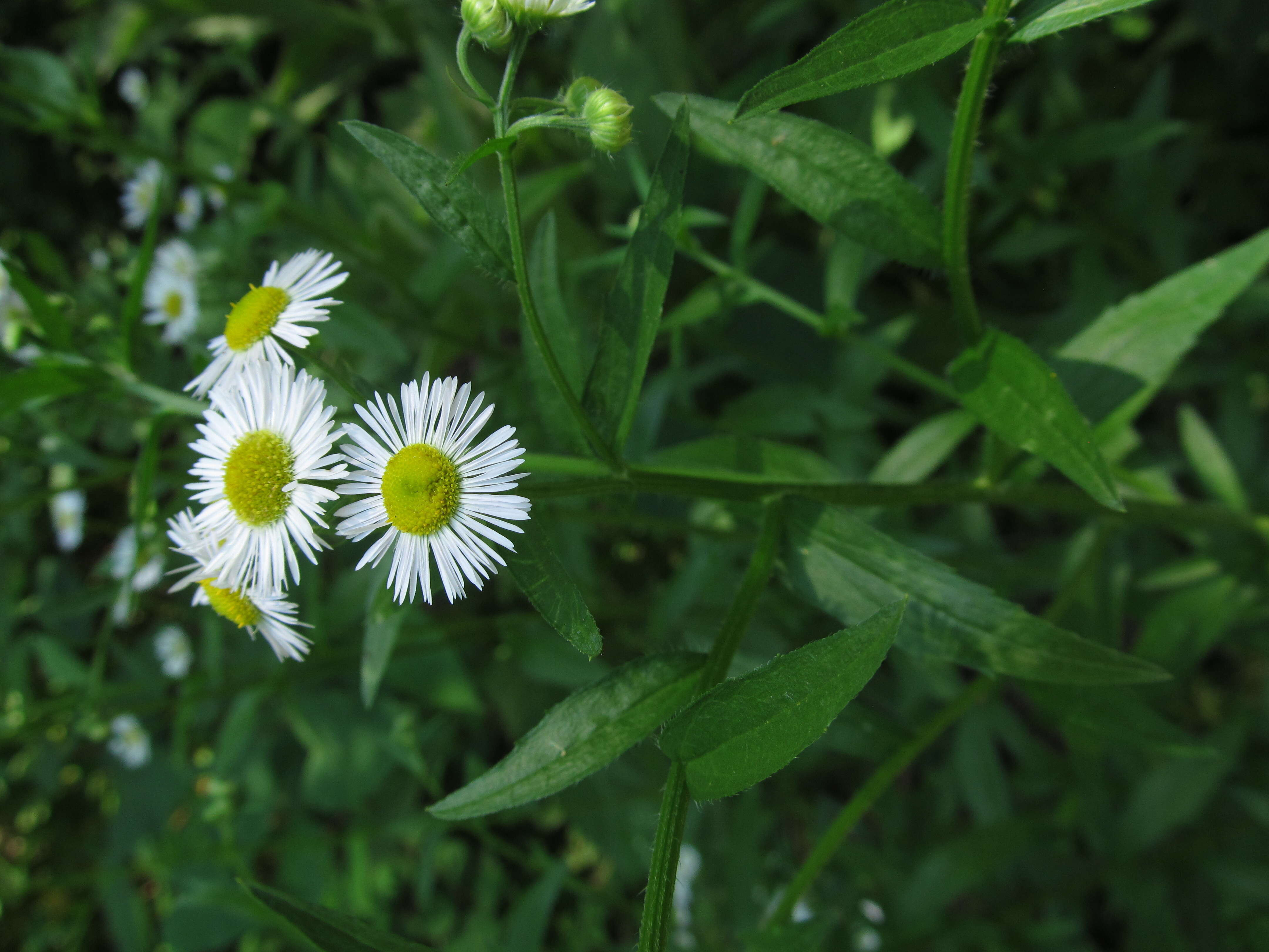 Image of eastern daisy fleabane