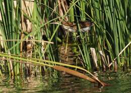 Image of Least Bittern