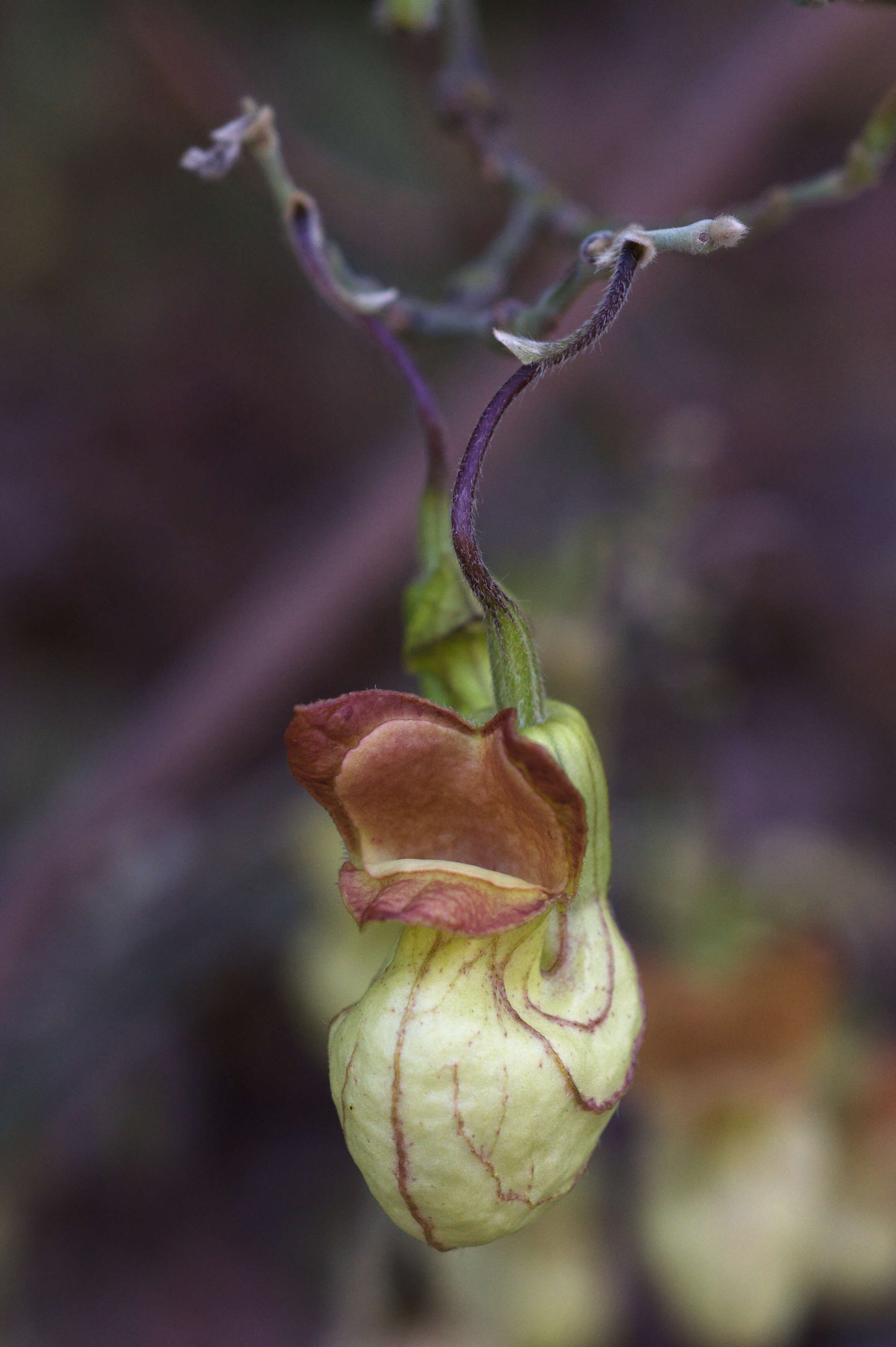 Image of California dutchman's pipe