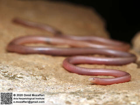 Image of Phillips' Blind Snake