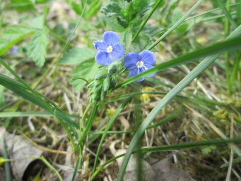 Image of bird's-eye speedwell