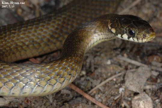 Image of Japanese Keelback