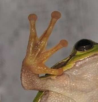 Image of Common tree frog