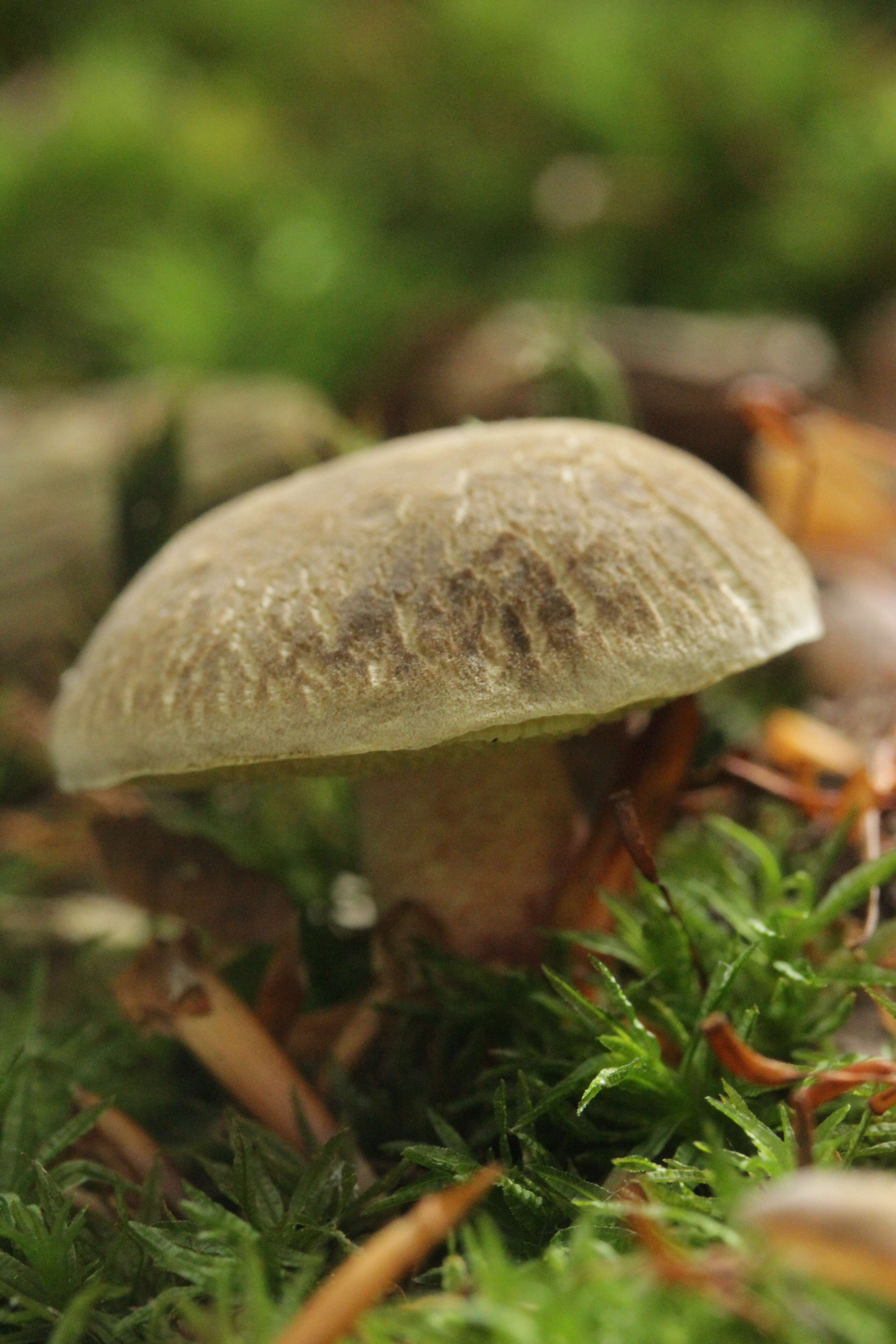 Image of Red-cracking Bolete