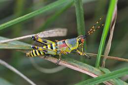 Plancia ëd Zonocerus elegans (Thunberg 1815)