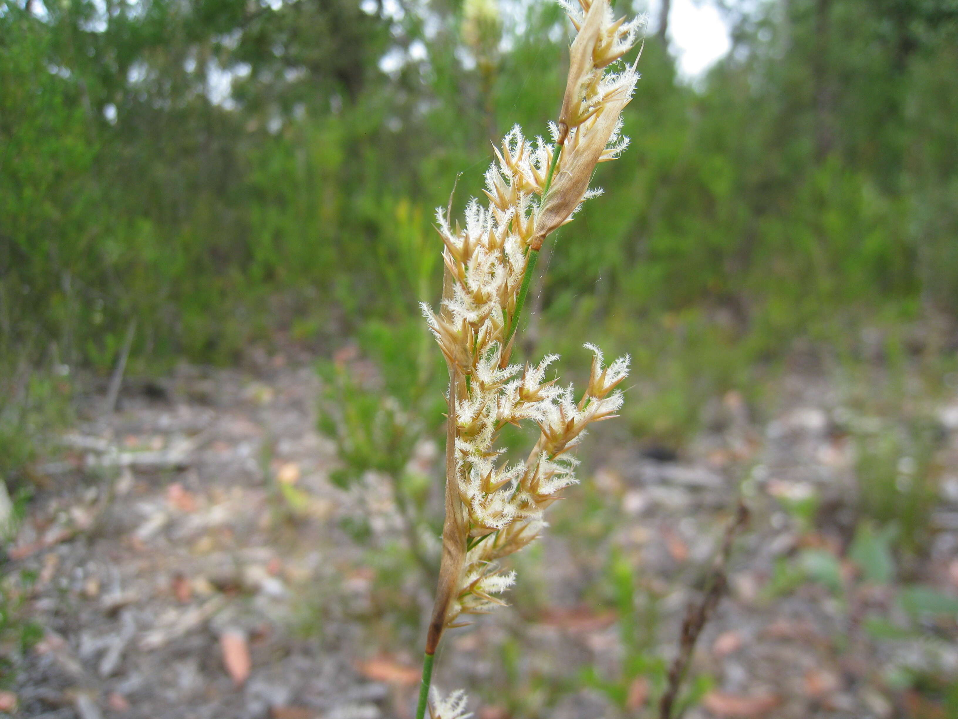 Слика од Lepyrodia scariosa R. Br.