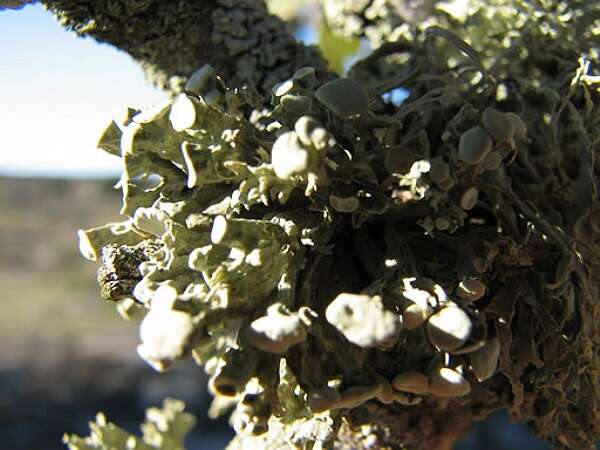 Image of Cartilage lichen