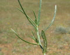 Image of Wahlenbergia capillaris (G. Lodd.) G. Don