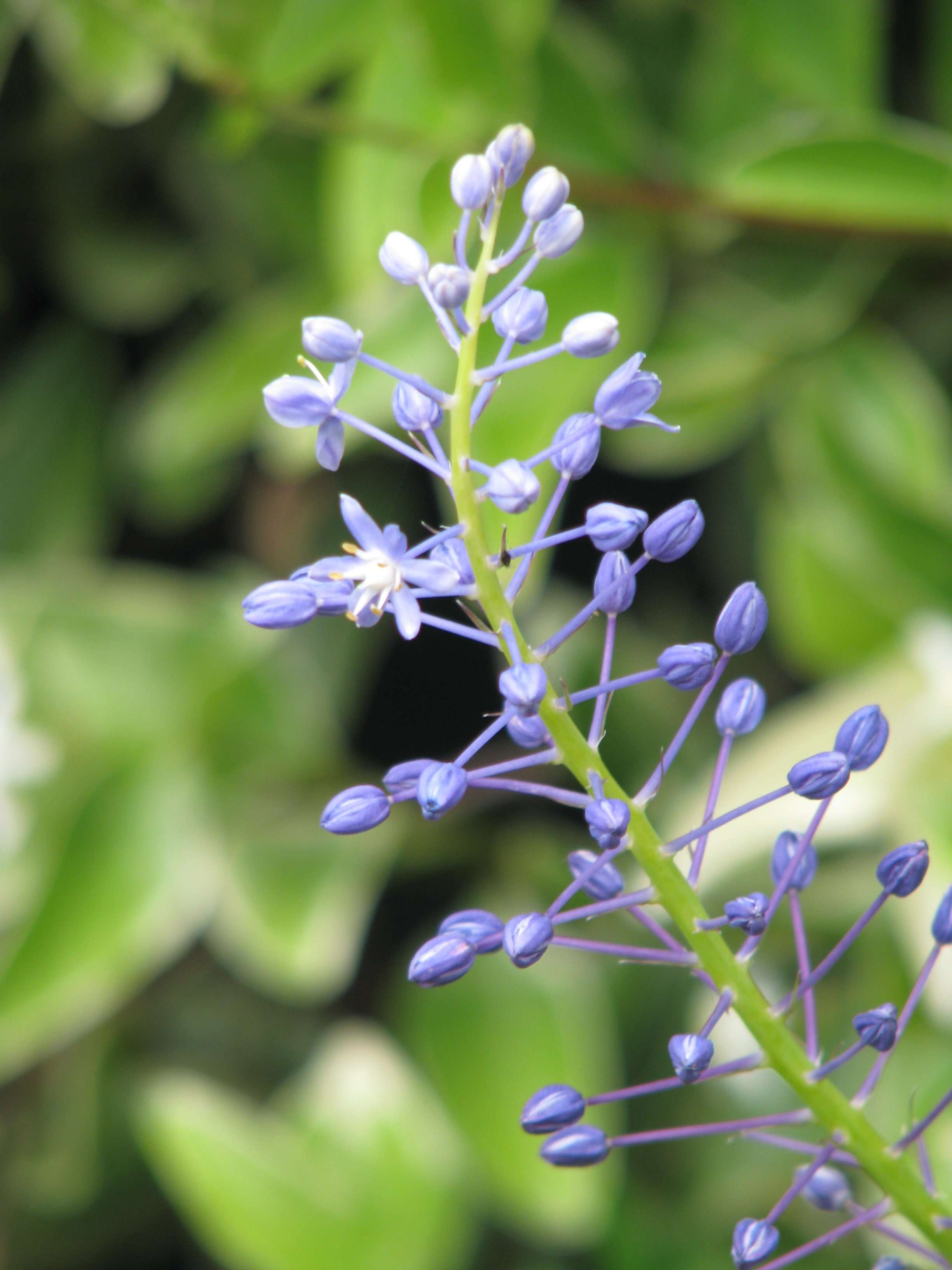 Image of Large blue squill