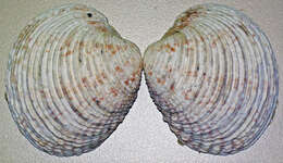 Image of clam