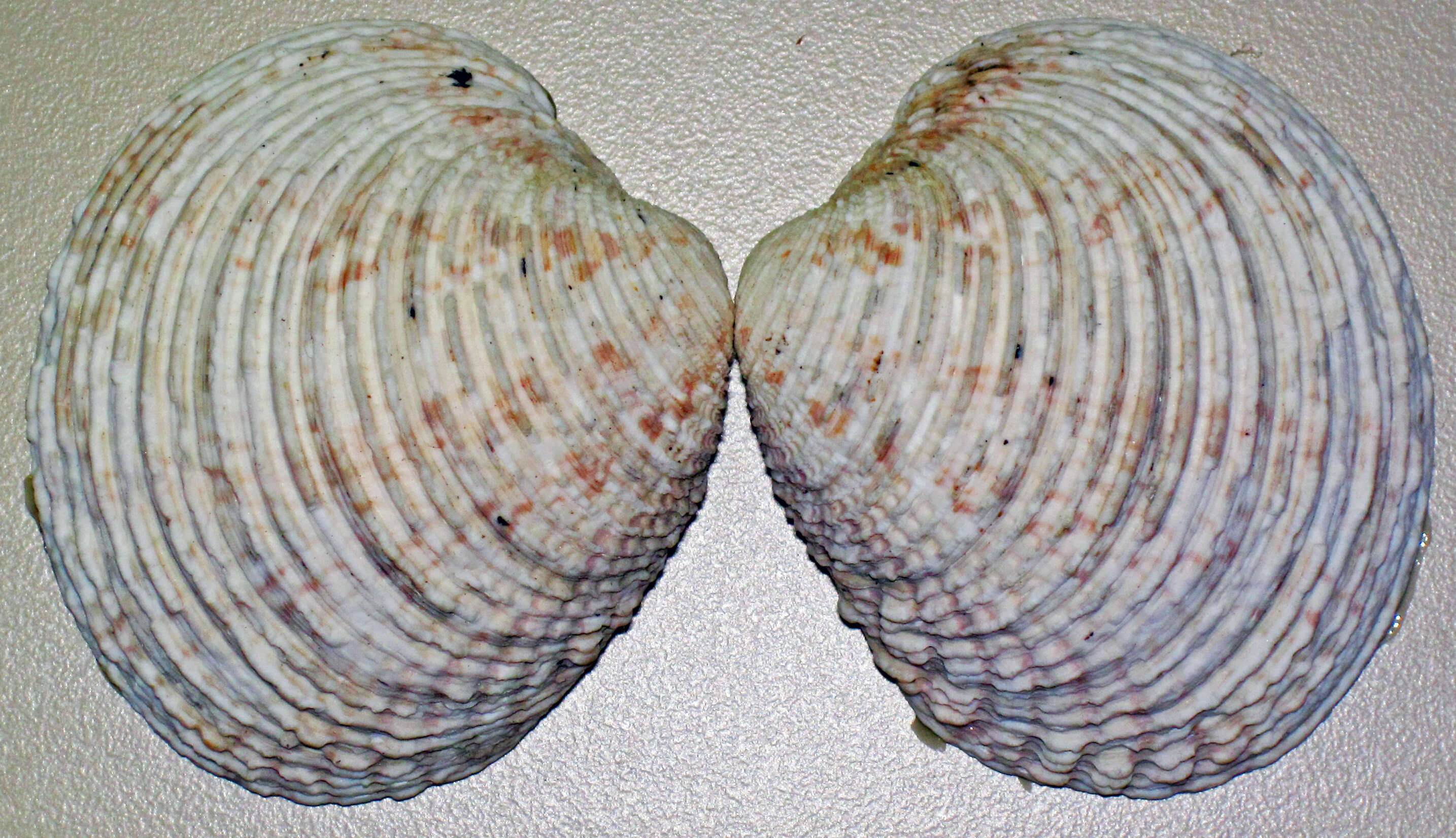 Image of clam