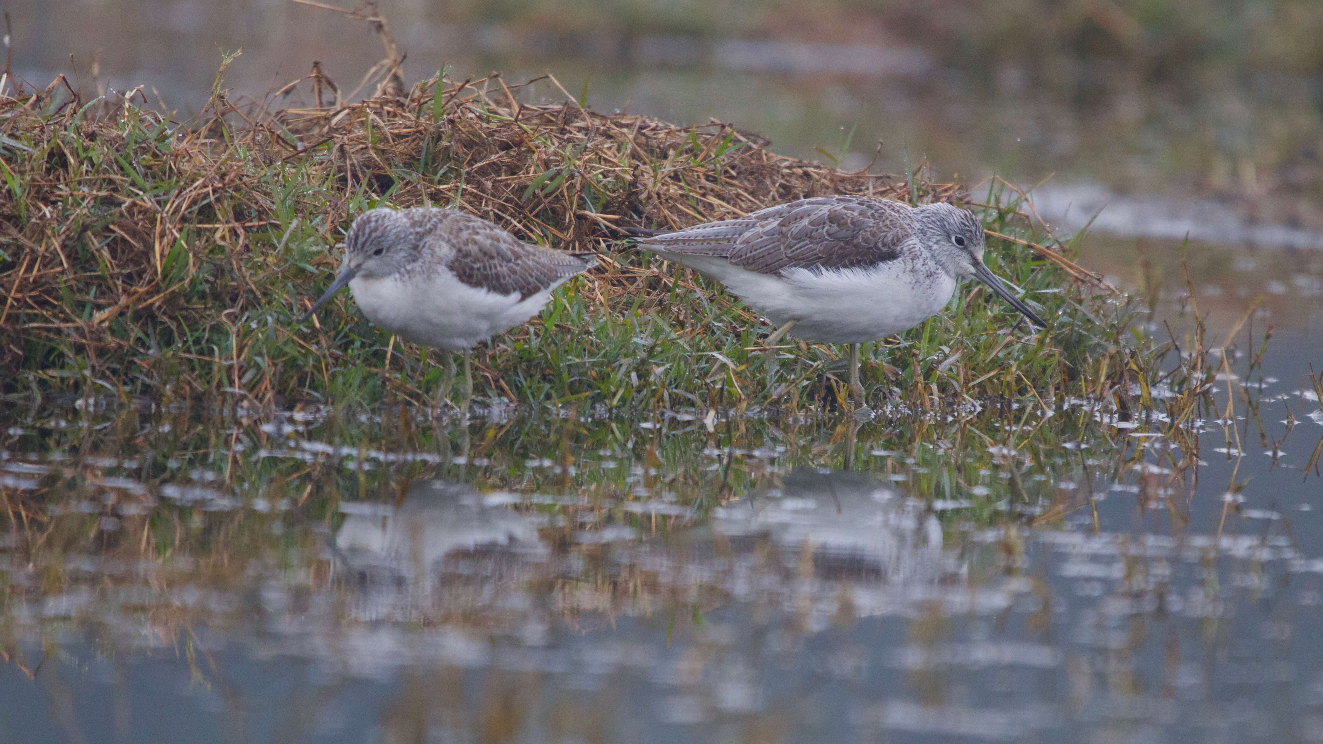 Image of Common Greenshank