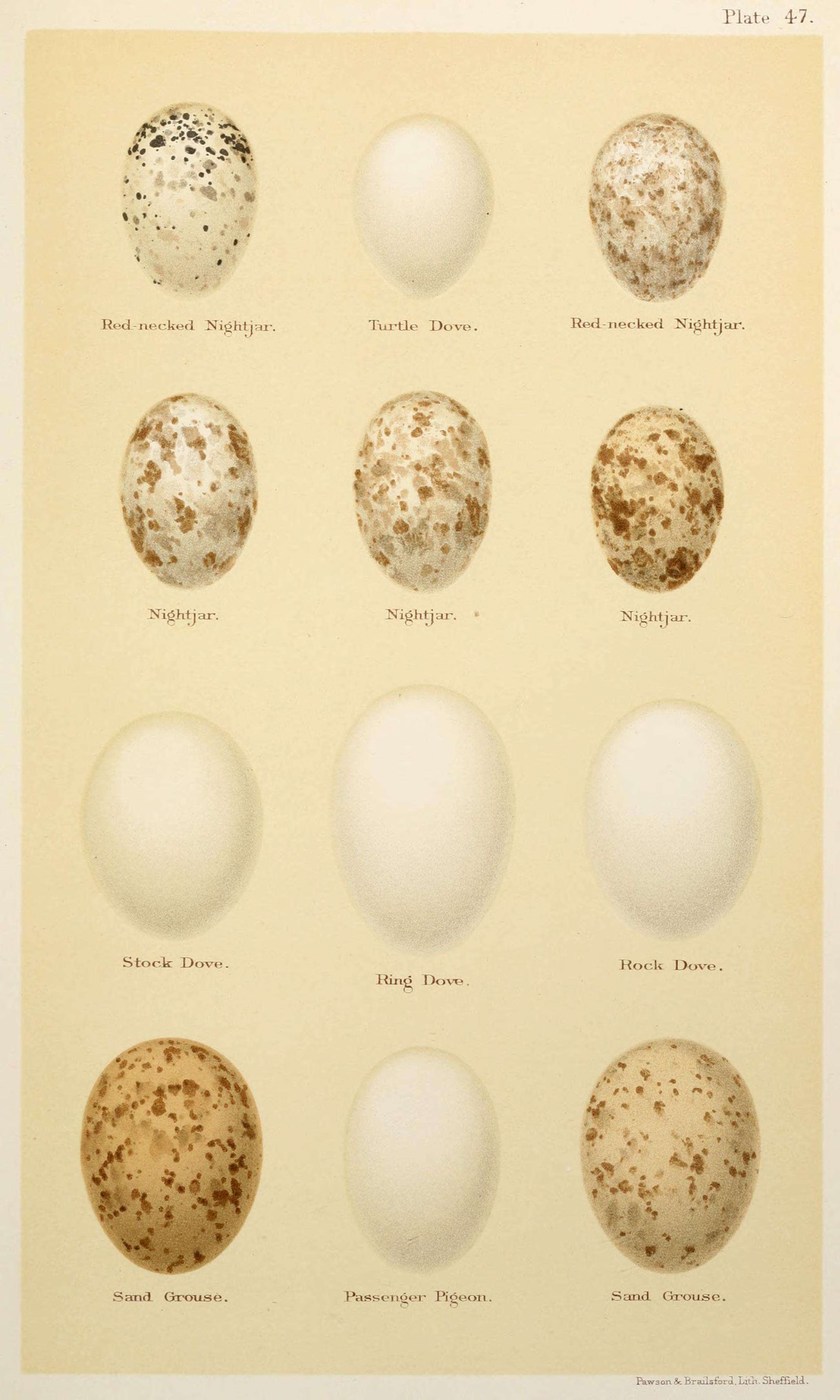 Image of Streptopelia risoria