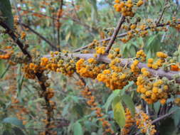 Imagem de Debregeasia longifolia (Burm. fil.) Wedd.