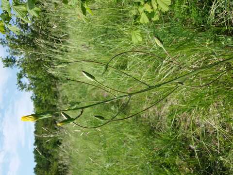 Image of black salsify