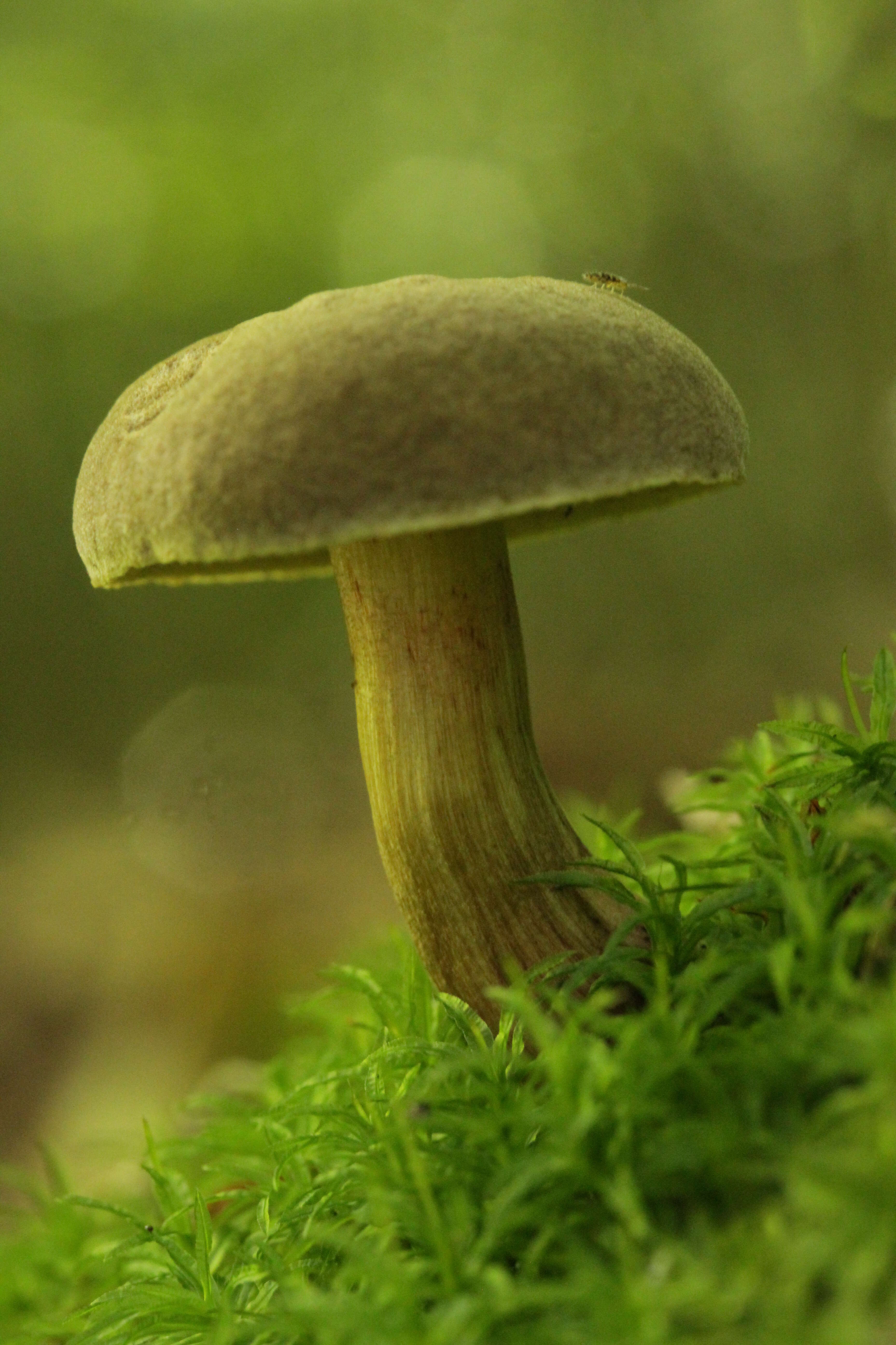 Image of Boletus subtomentosus L. 1753