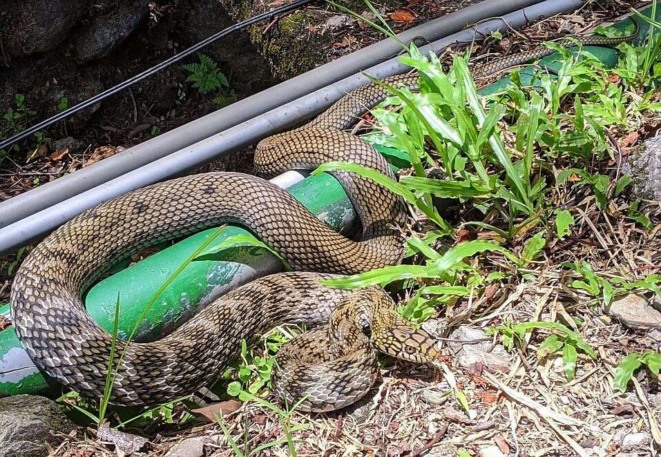 Image of King ratsnake