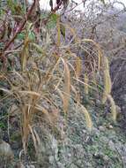 Image of Foxtail millet