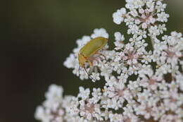 Image of Cteniopus sulphureus