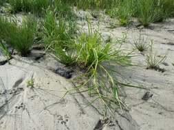 Image of Scirpus radicans Schkuhr