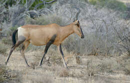 Image of Hartebeest