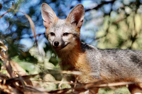 Image of Grey Foxes