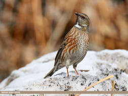 Image of Altai Accentor