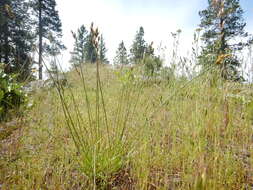 Image of Liddon sedge