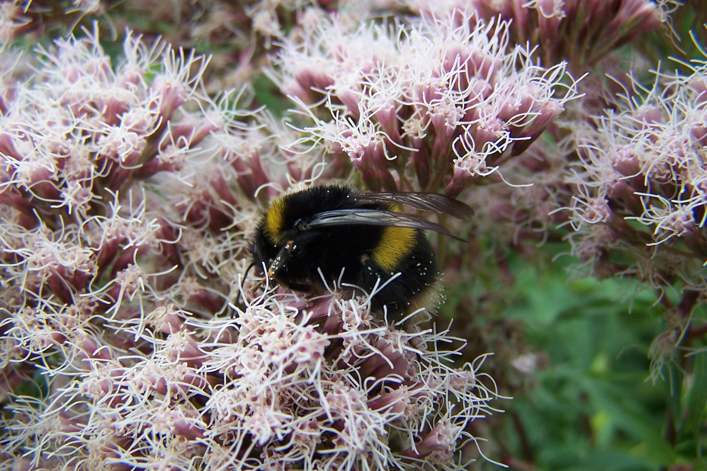 Image of hemp agrimony