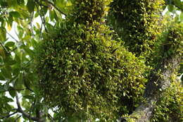 Image of manystem bulbophyllum