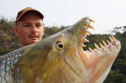 Image of Giant Tigerfish