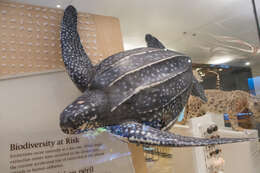 Image of Leatherback sea turtle