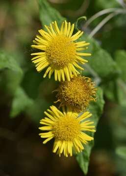 Image of common fleabane