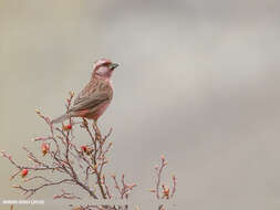 Plancia ëd Carpodacus rhodochlamys (Brandt & JF 1843)