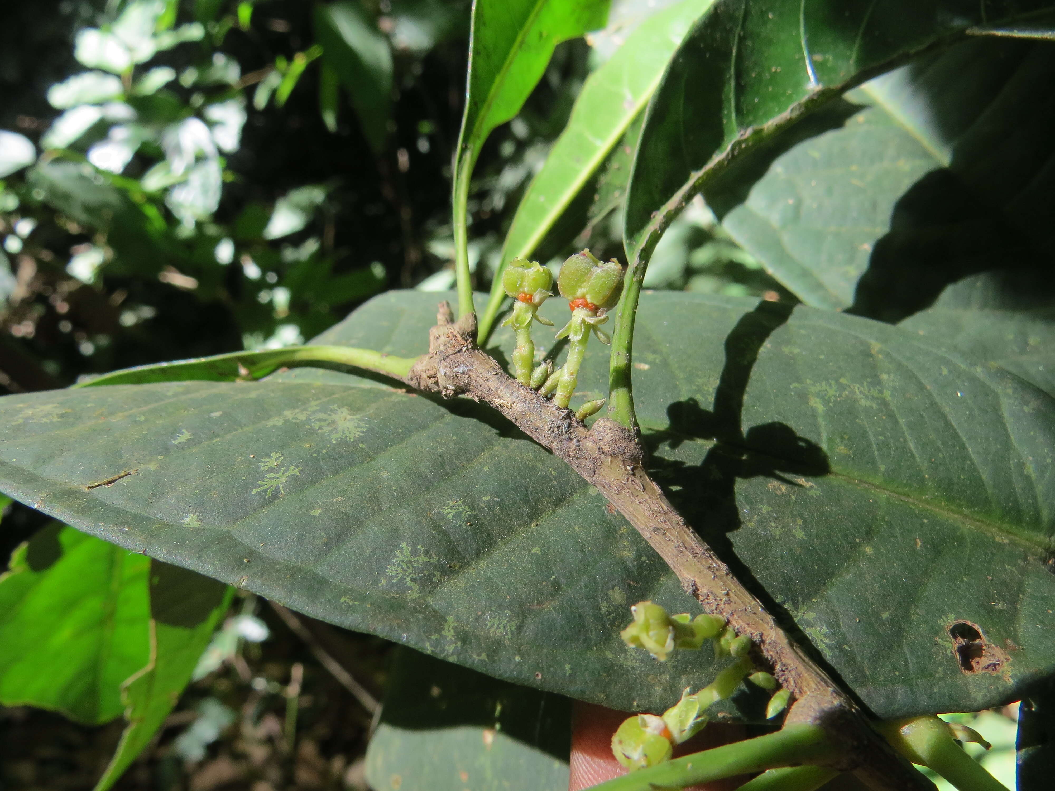 Image of Agrostistachys indica Dalzell