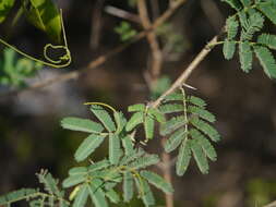 Plancia ëd Vachellia nilotica