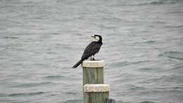 Image of Little Pied Cormorant