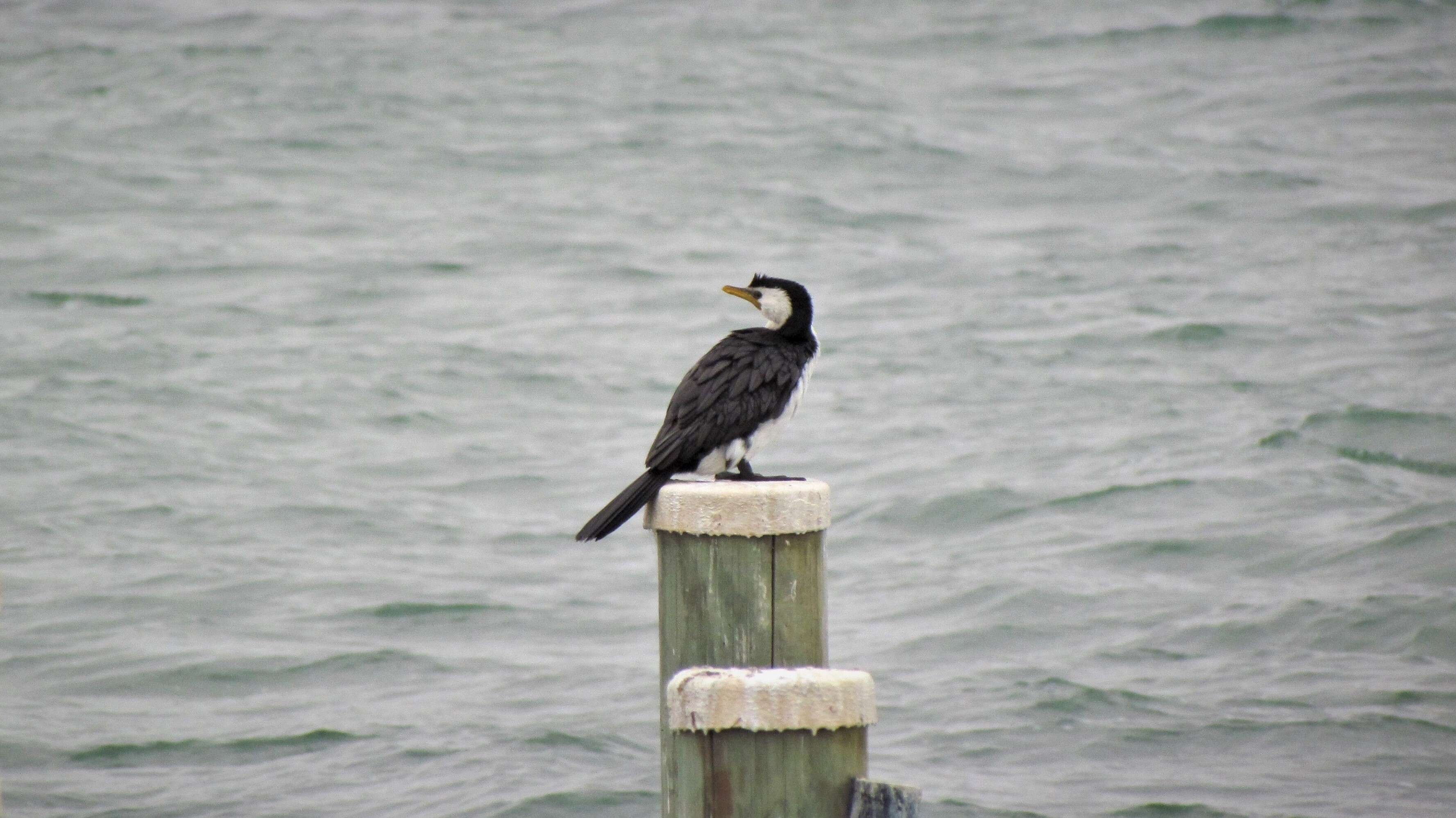 Image of Little Pied Cormorant