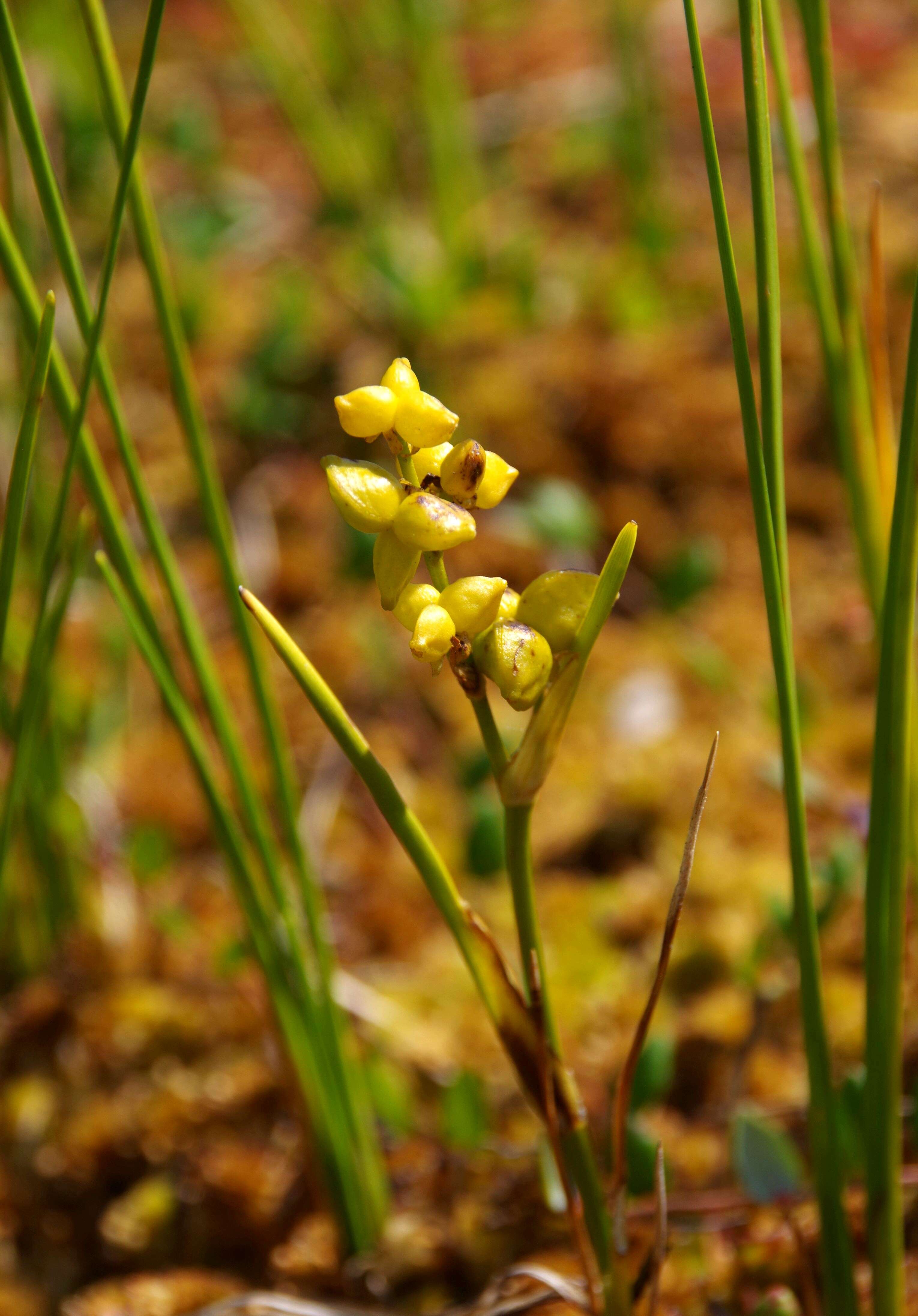 Image of pod-grass family