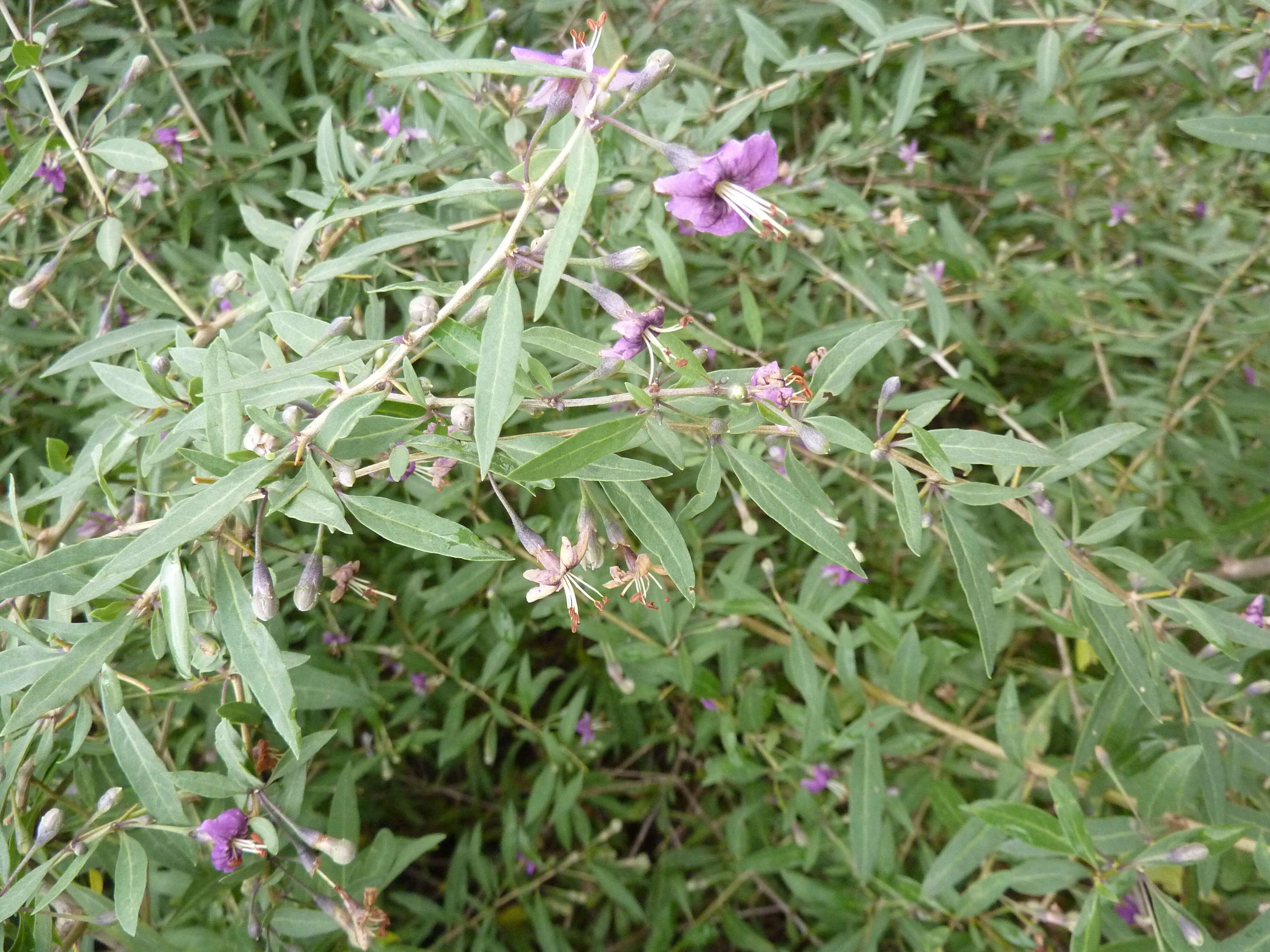 Image of matrimony vine