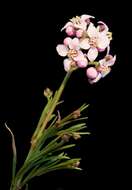 Image of Granite Boronia