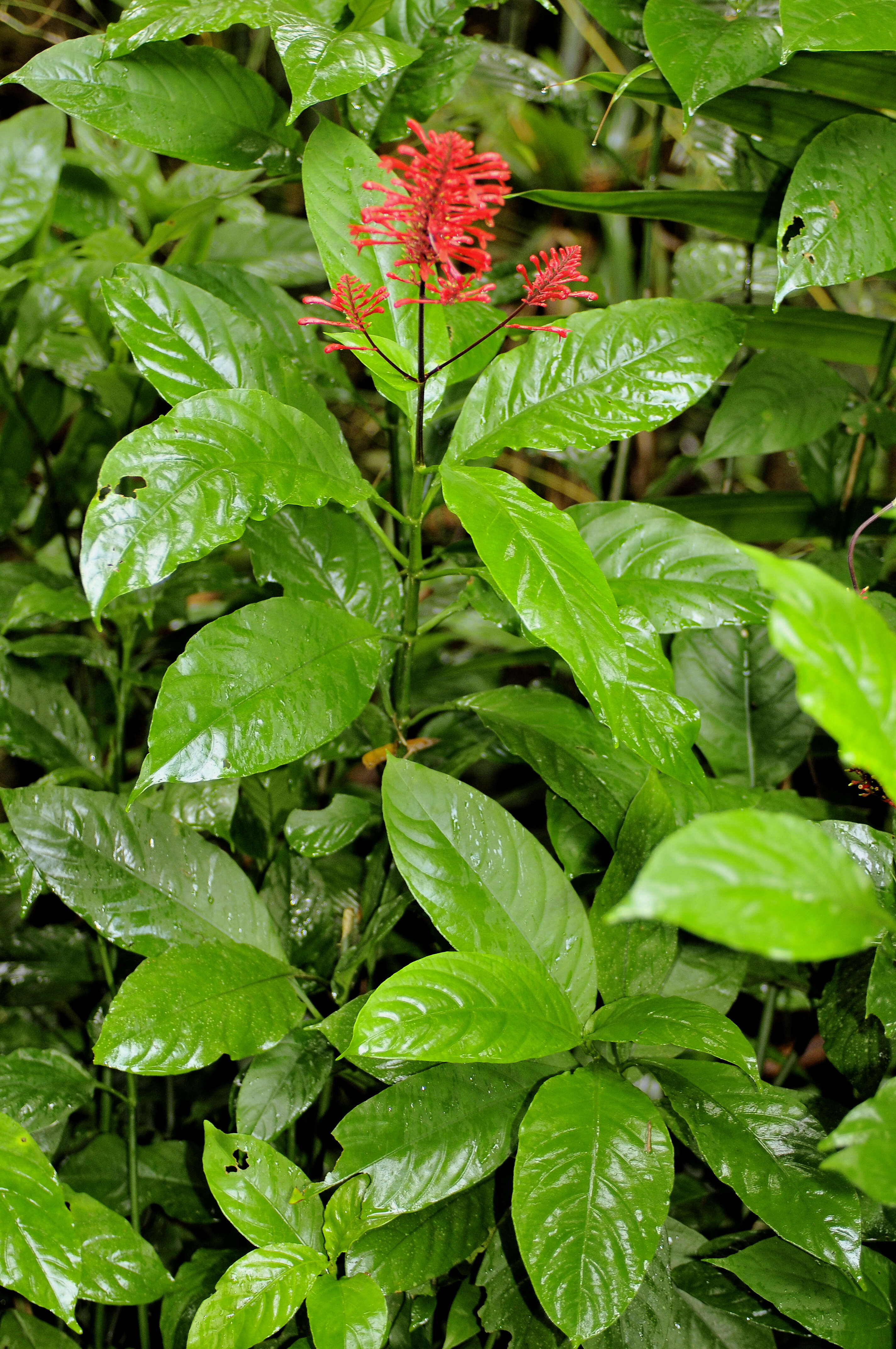 Sivun Odontonema cuspidatum (Nees) Kuntze kuva