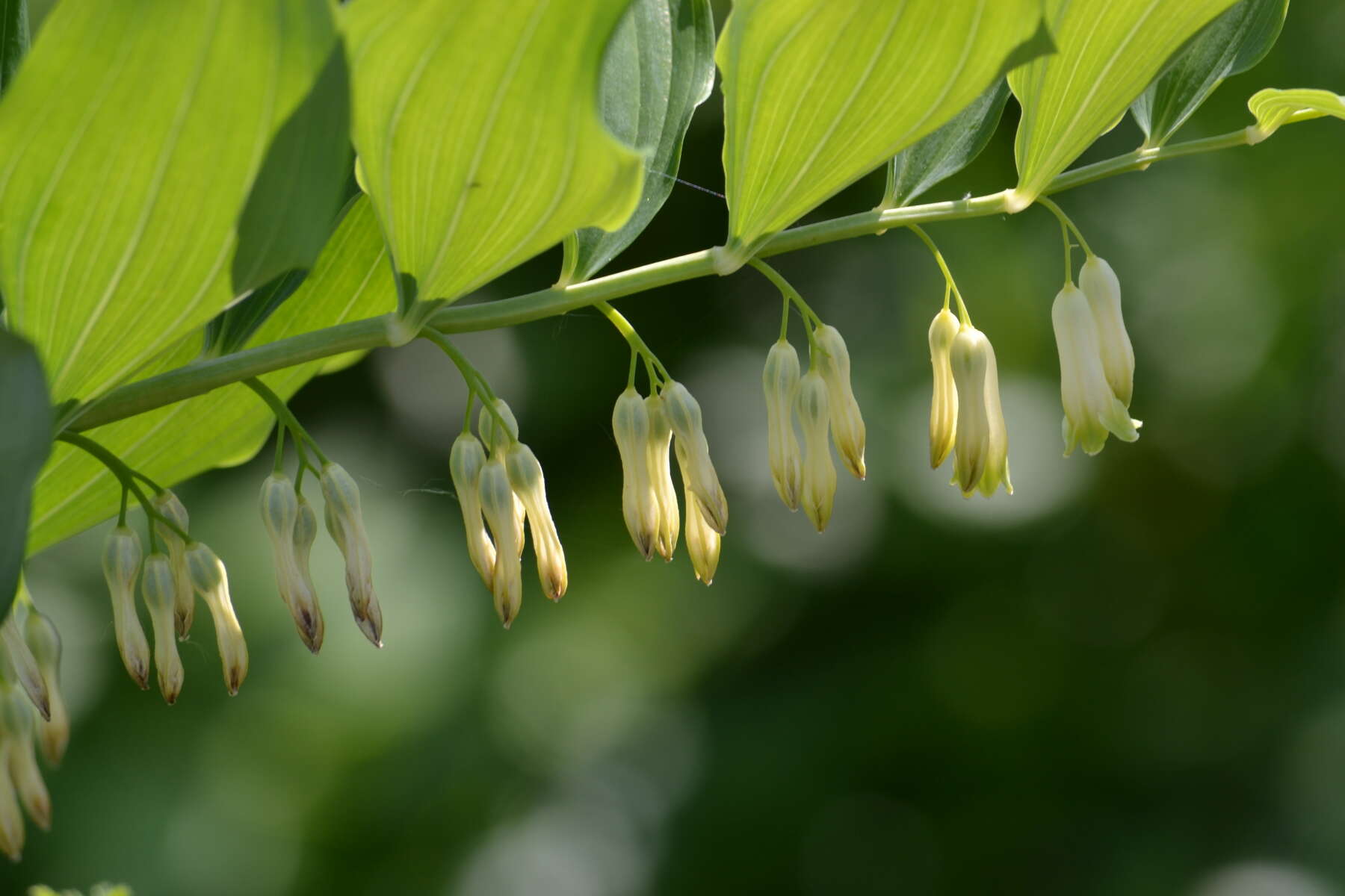 Image of Common Solomon’s-seal