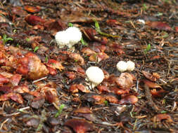 Imagem de Lycoperdon perlatum Pers. 1796