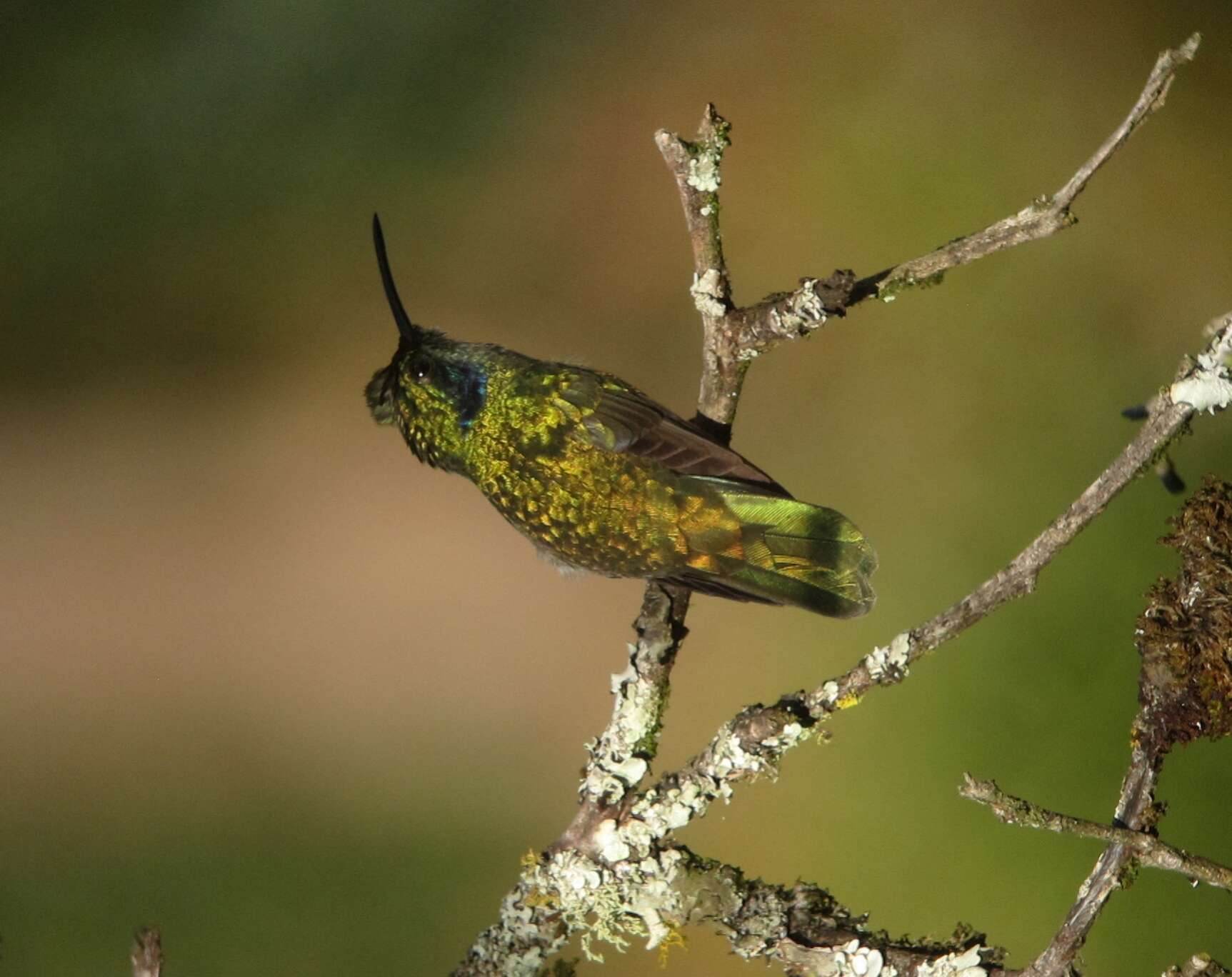 Image of Lesser Violetear