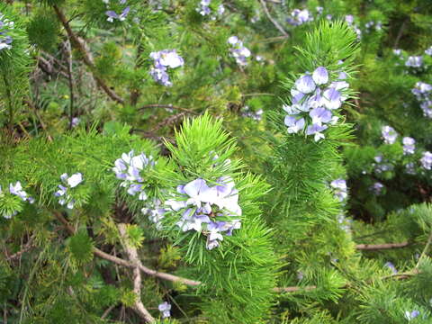 Plancia ëd Psoralea pinnata L.