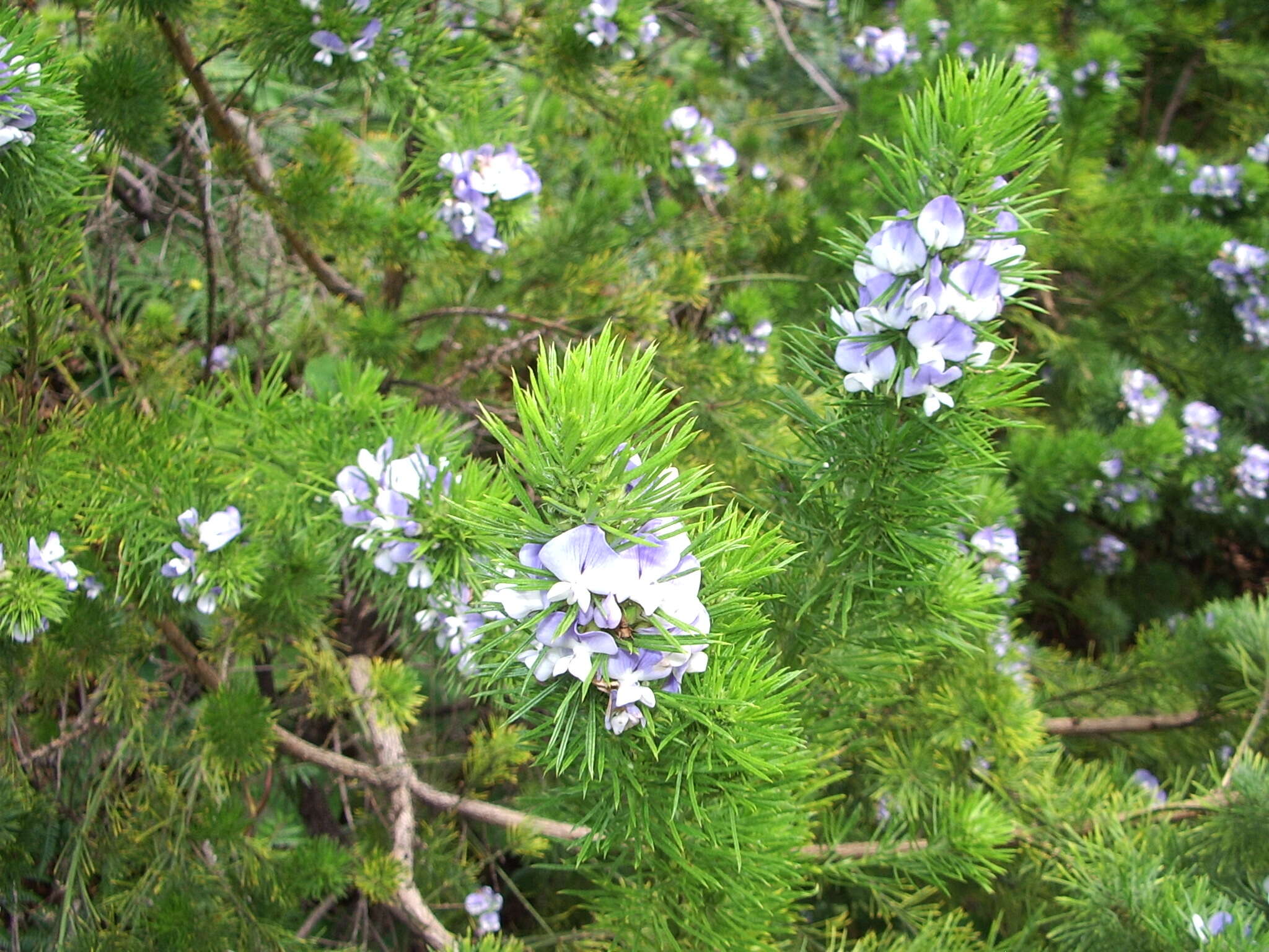 صورة Psoralea pinnata L.