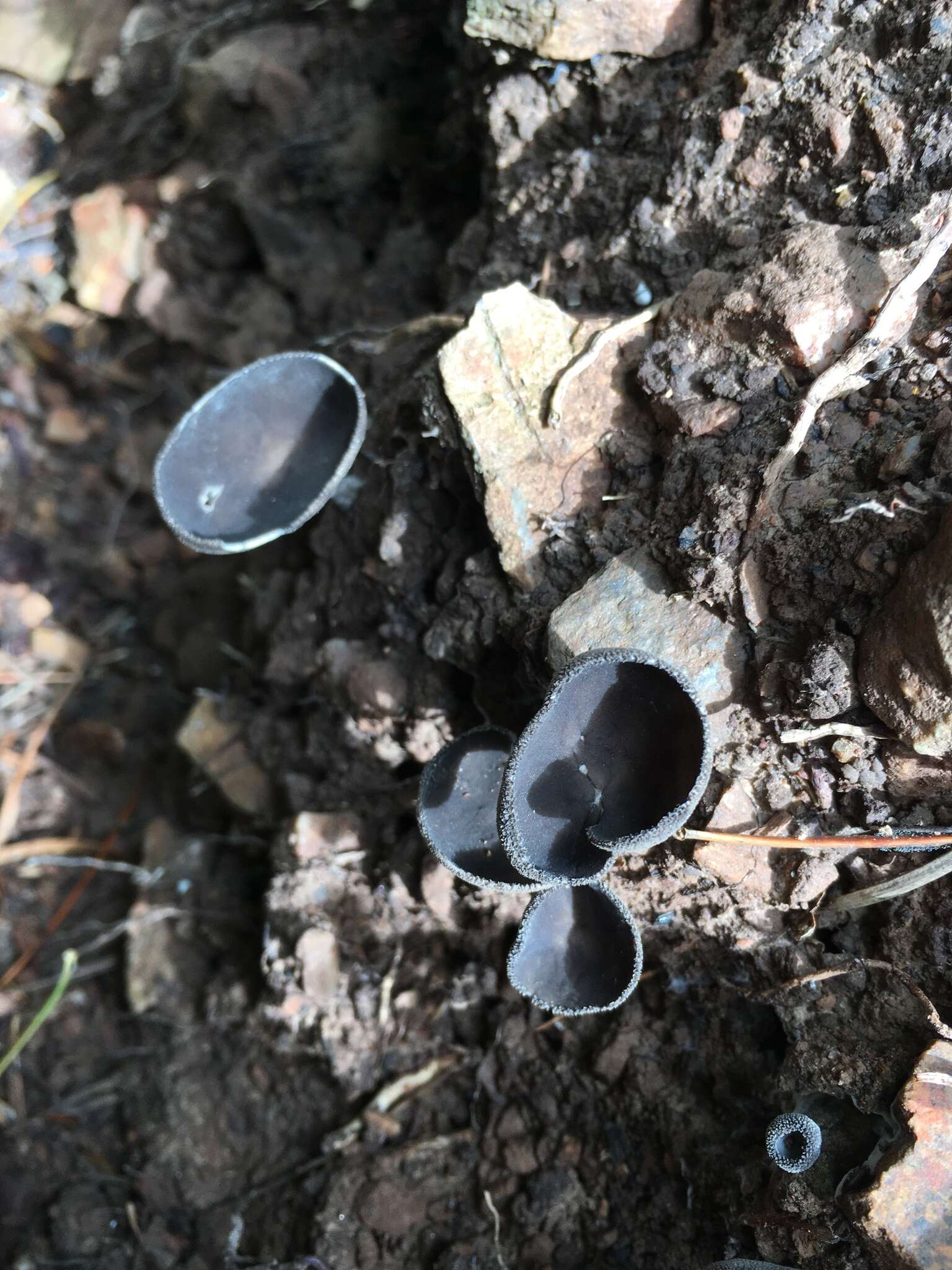 Imagem de Helvella macropus (Pers.) P. Karst. 1871