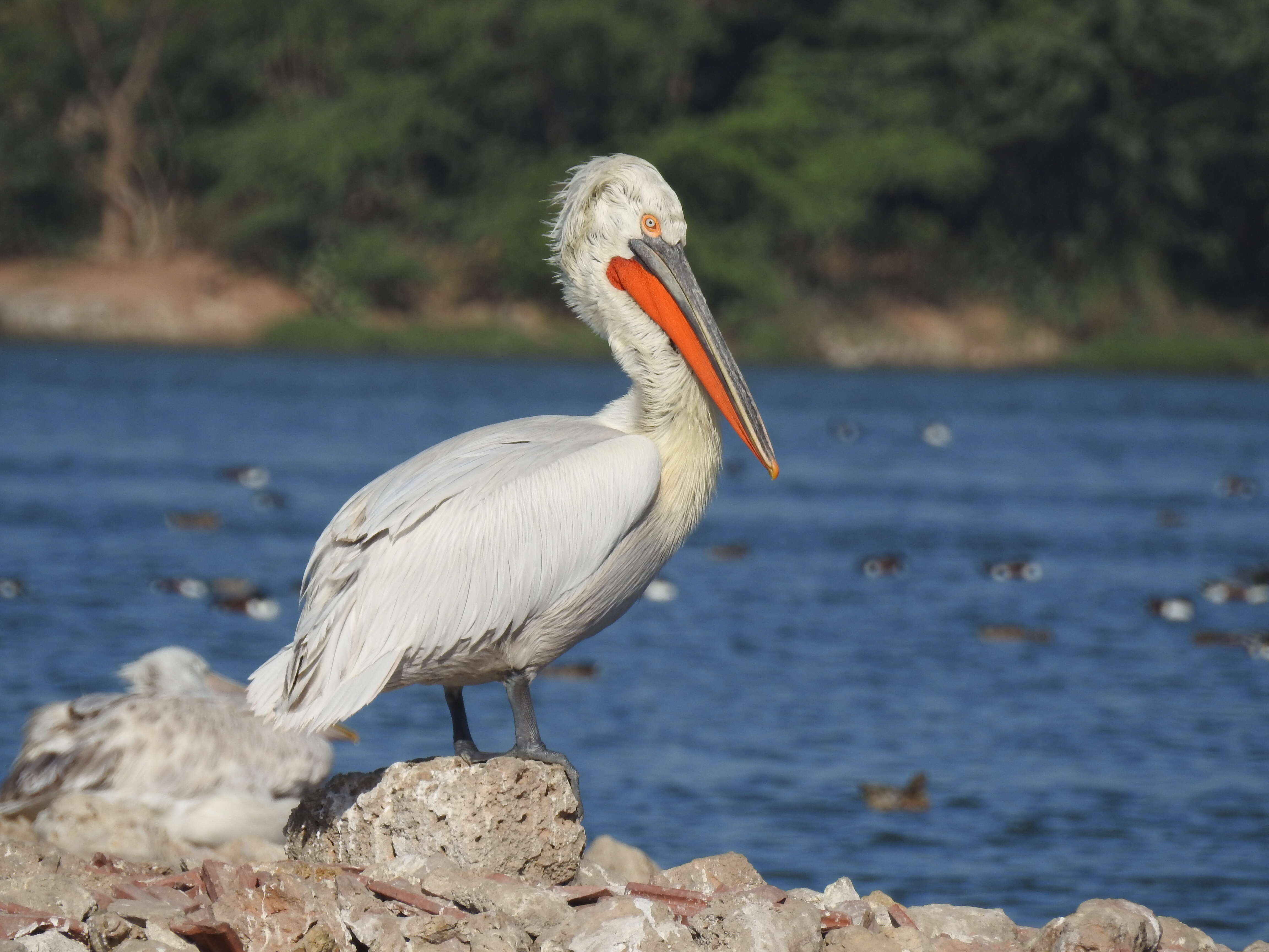 Image of Dalmatian Pelican